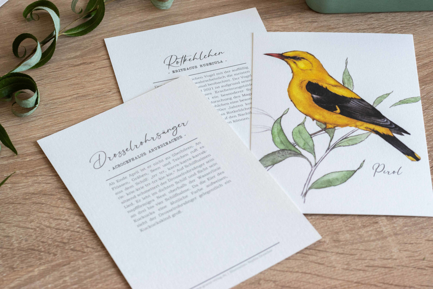 Birdy Kartenset Vogelarten