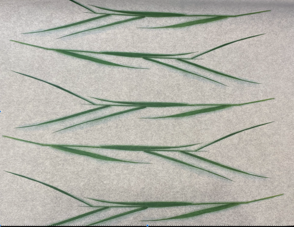 Geschenkpapier weiß transparent mit Grasmotiv apfelgrün